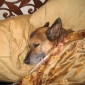 sleeping beauty.JPG